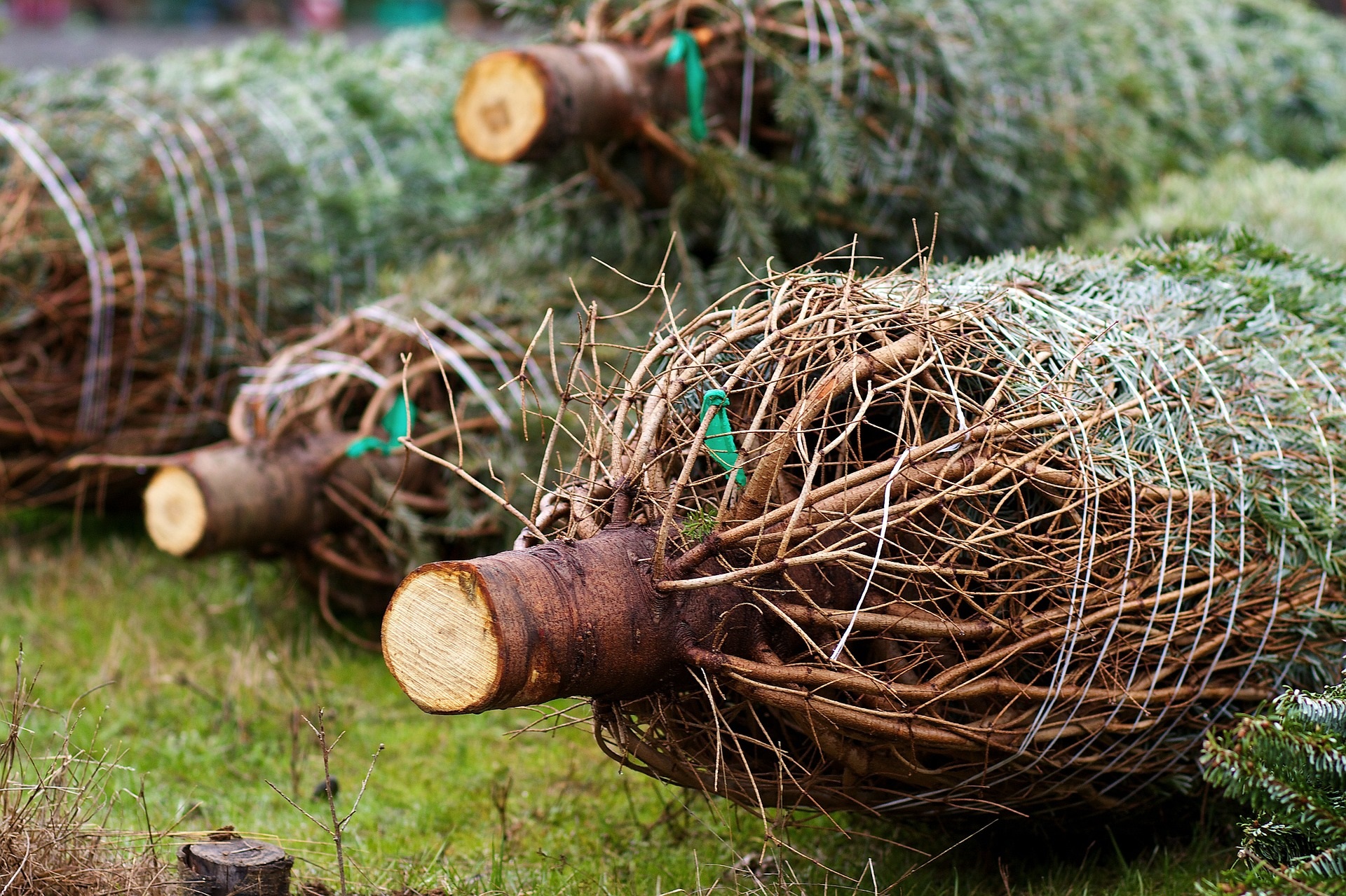 Kerstboomnetten bij het restafval